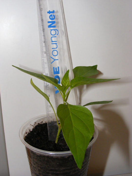 DSCF3887.JPG