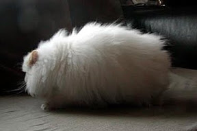 Persian cat