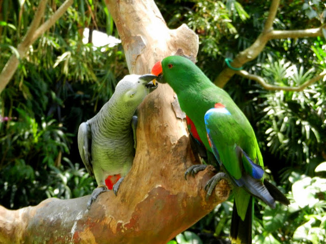 Parrots at the Blanco Museum, Ubud