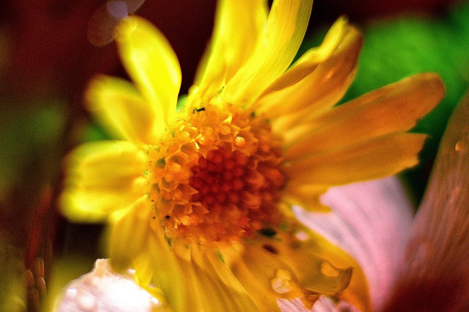 Опубликованное фото