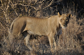 Wildlife Photos of Lionesses