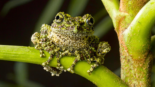 Moss Frog.jpg