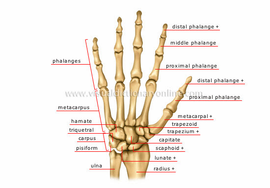 手部骨頭 The Bones Of The Hand 小小整理網站smallcollation