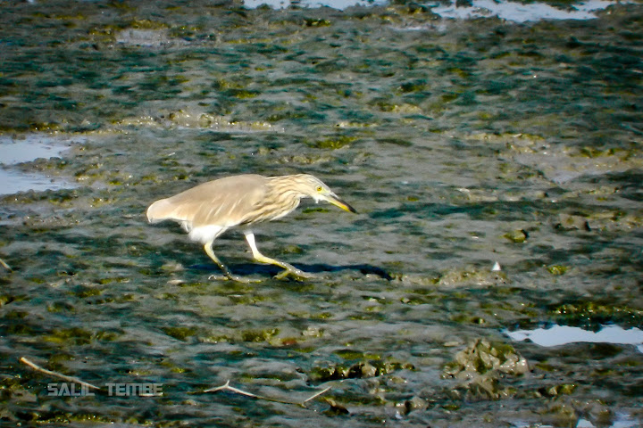 Indian Pond Heron in Sewri Mudflats