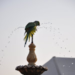 Photographies de Retour des Indes: Galerie "Jodhpur, une cité bleue au coeur du désert"