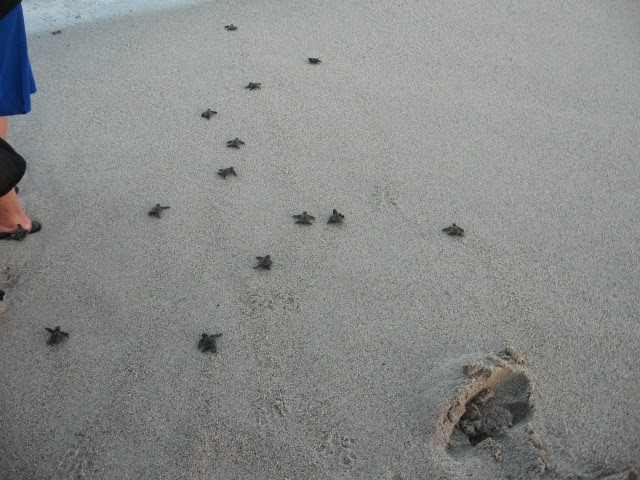 Baby turtles running to the sea