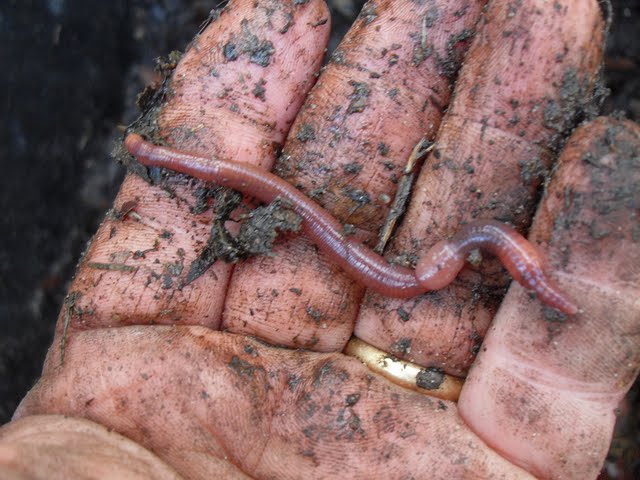 larger than normal earthworm from tyres