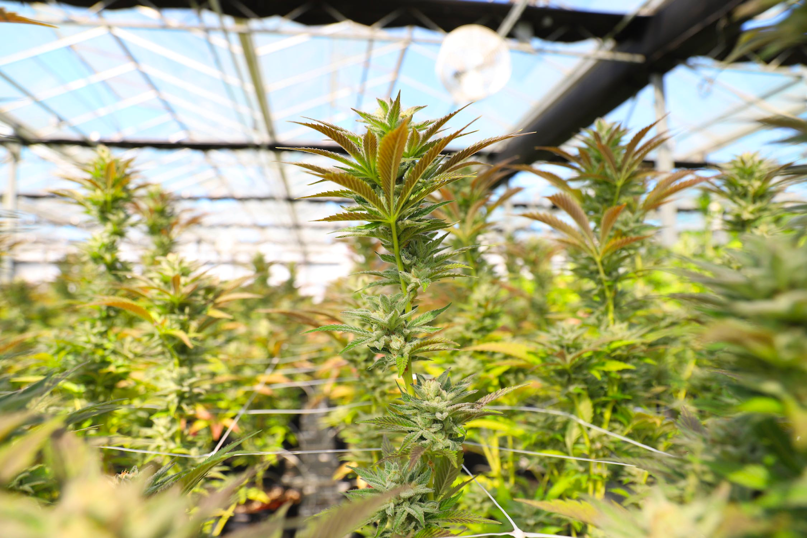 a close up of a marijuana plant inside a greenhouse 