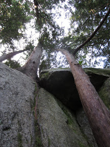 Looking up at the start of the first pitch, slinging and pulling on trees