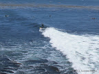 Surfing along West Cliff Drive
