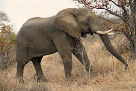 Wildlife Photos of Elephant (Timbavati Private Nature Reserve, South Africa)