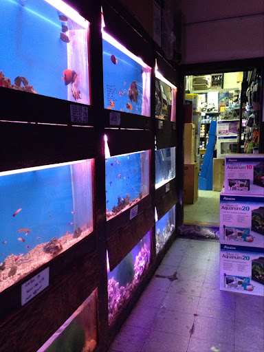 Tropical Fish Store «Lucky Ocean Aquarium», reviews and photos, 109 Balboa St, San Francisco, CA 94118, USA