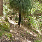 Grass tree (Xanthorrhoea sp) south of Langans Rd Watagan State Forest (363254)