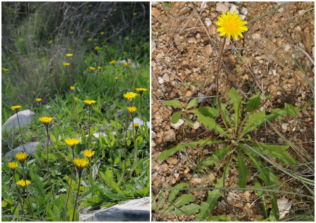 dandelion