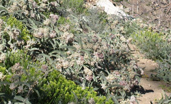 bee filled plants encroaching on trail