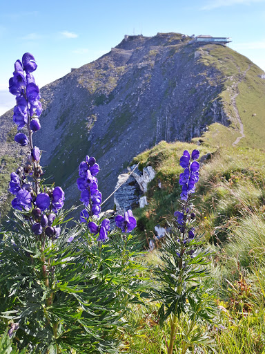 Niesen Kulm
