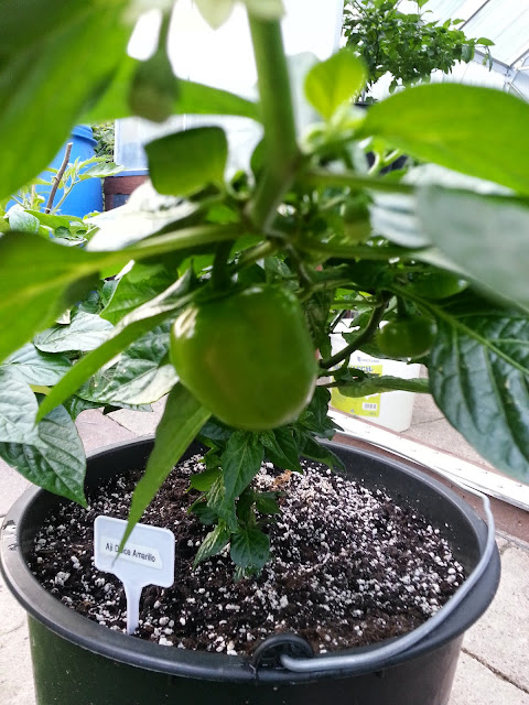 20140702_204038.jpg