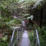 Stairs down into Leura Forest (11948)