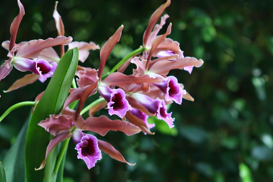 Cattleya (Laelia) tenebrosa "Valpotas Night" IMG_0816