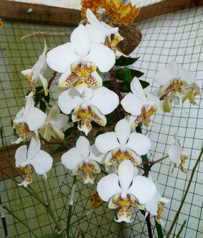 Phalaenopsis stuartiana P-stuartiana2009