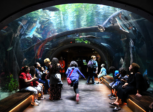 Aquarium «Steinhart Aquarium», reviews and photos, 55 Music Concourse ...