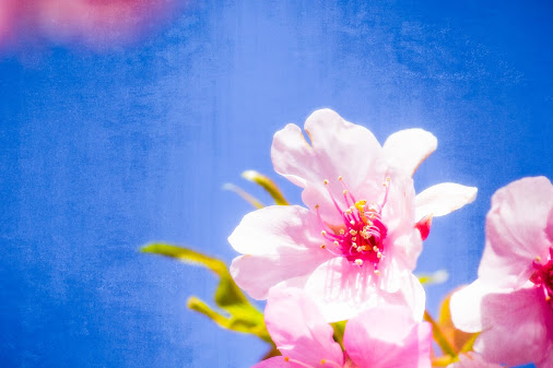 posted image