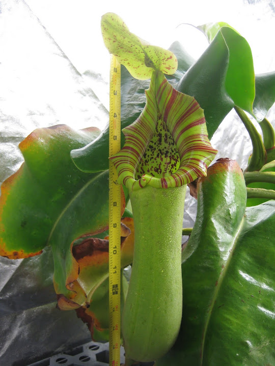 Nepenthes 2012 IMG_1525