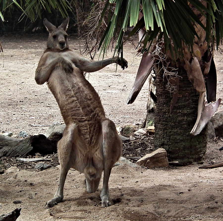 Endangered Australian Animals 37 best Australia's Cute Animals