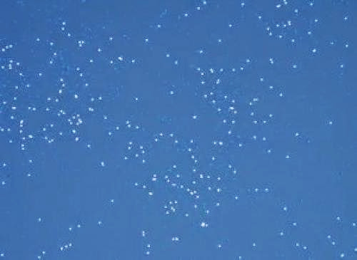 Huge Ufo Fleet Caught Hovering Above Mexico