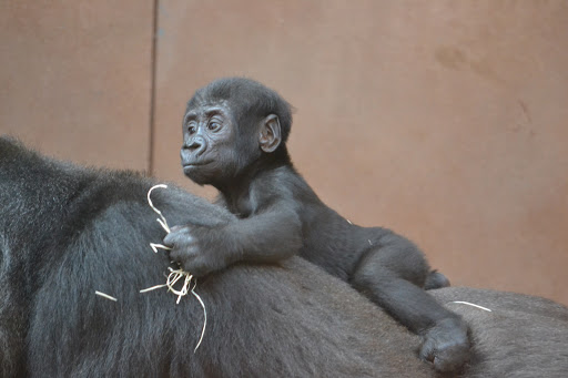 Gorillas Pavilion - Zoo Prague