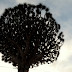 Teneryfa - Icod de los Vinos - dracena