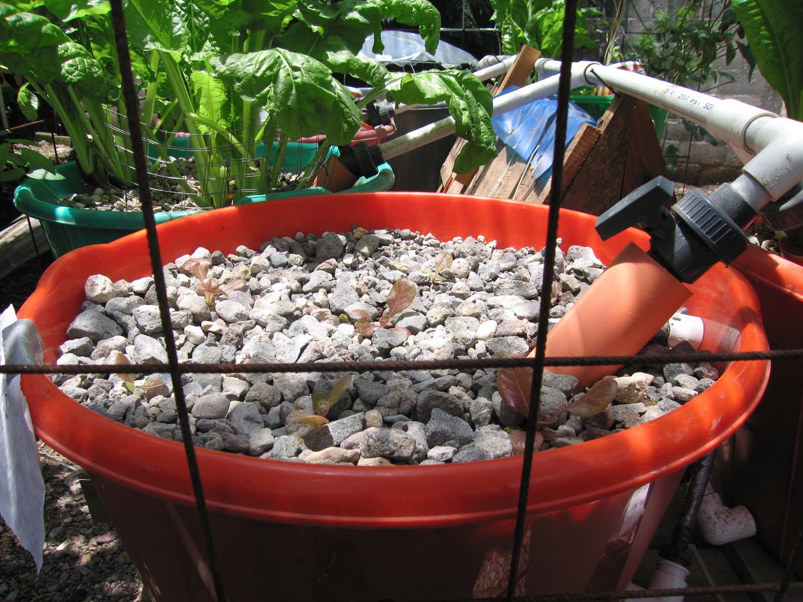 The Great Lettuce Experiment aquapanaponics