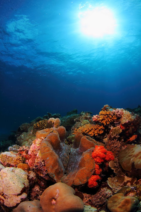 121106%2520Palau65.JPG