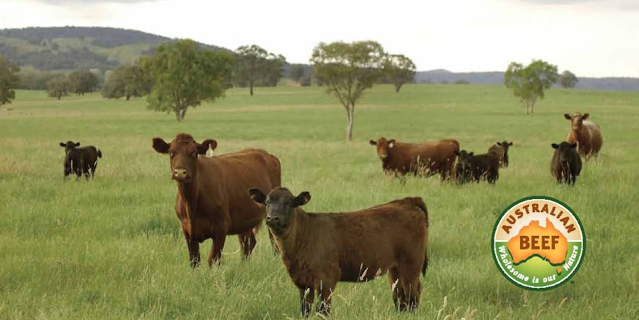 Mỗi năm, ngành công nghiệp

thịt đỏ của Úc đóng góp 16 tỷ đô la và hơn 173,000 việc làm vào nền kinh tế Úc