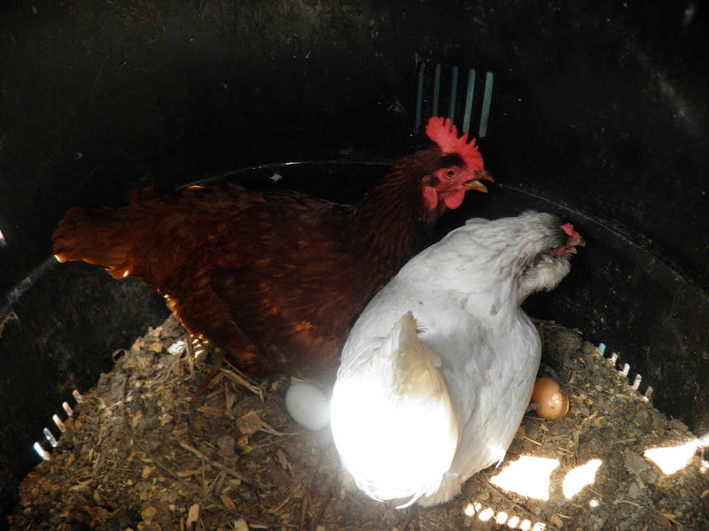 chickens lay eggs in the compost bin