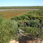 great example of a hanging swamp lining the cape bailey walk (75534)