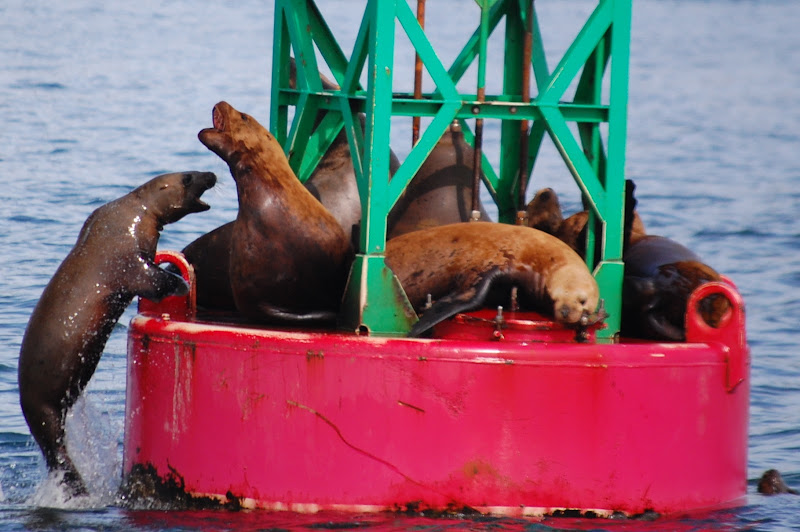 Sea lions in Auke Bay
