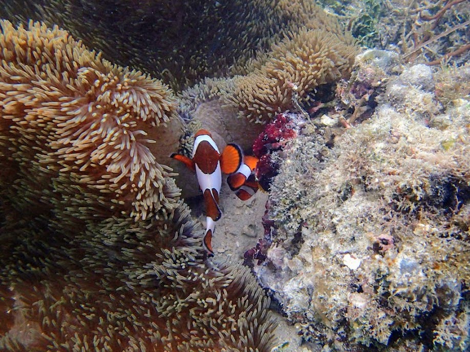 Amphiprion ocellaris (Ocellaris Clownfish) Spawning, Miniloc Island Resort reef, Palawan, Philippines.