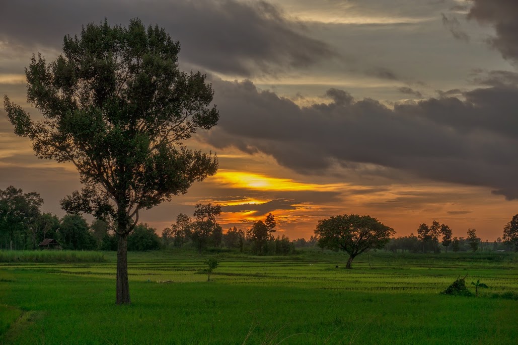 sunset%2Brice%2Bfield-09005.jpg