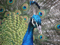 Flora en Fauna - Pauw 8.JPG