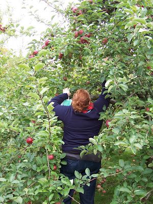 Lola picking apples (Harvard, Mass.), 1 October 2008 Lola picking apples (Harvard, Mass.), 1 October 2008