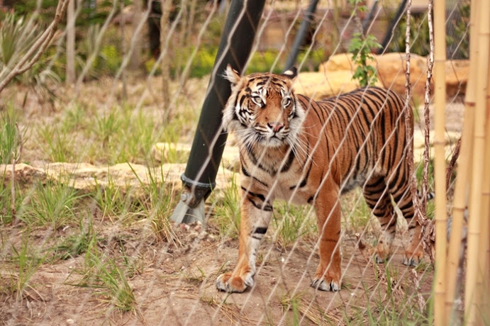 zoo w londynie tygrys