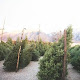 Peterson Christmas Trees