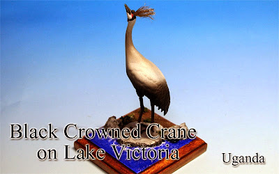 Black Crowned Crane on Lake Victoria -Uganda-