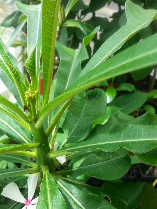 semi d adenium et plumeria sur laine de roche - Page 4 20140630_142748