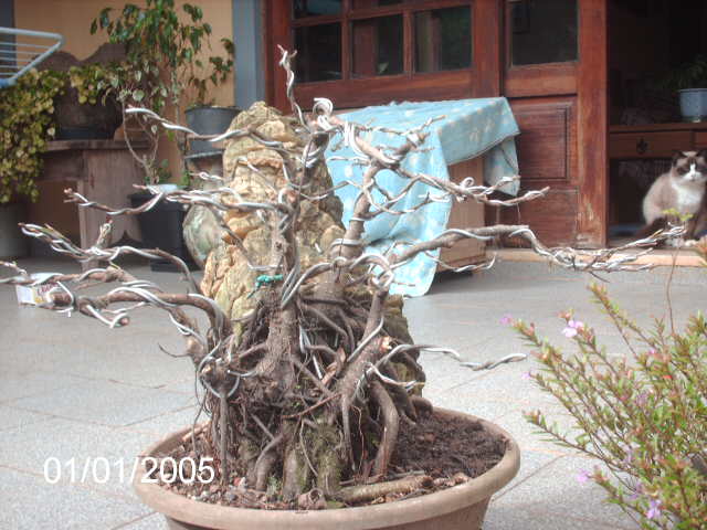 Ficus Microcarpa Começando... PICT1034