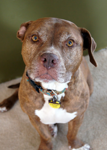 Stella