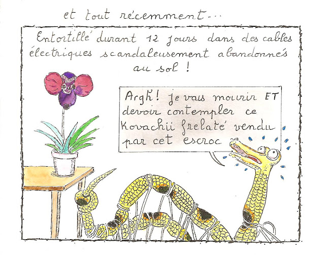 mes plantes carnivores nepenthes highland - Page 2 80%2520%252815%2529