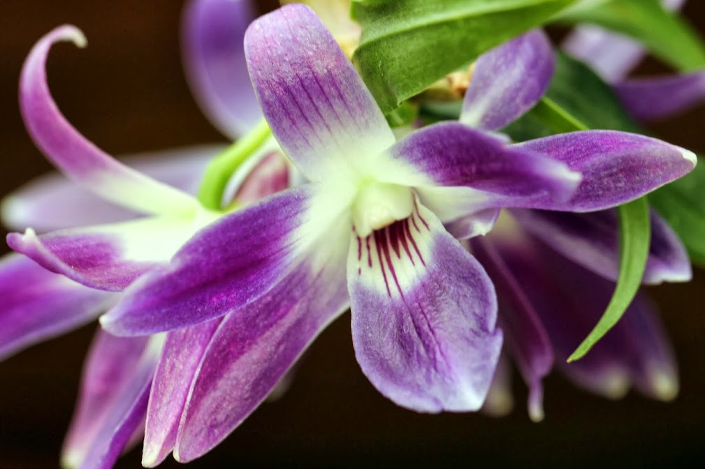 Dendrobium victoriae-reginae IMG_8812