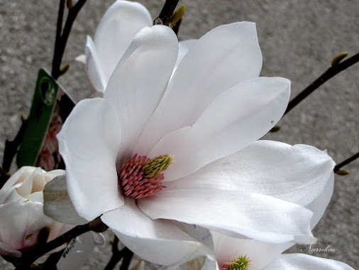 posted image